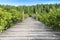 Wooden bridge walkway mangrove forest in Thailand