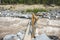 Wooden brige across Nisqually River in mt Rainier National park,Washington,usa