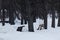 Wooden brooms stand in the form of a pyramid in the snow-covered park \