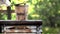 Wooden bucket on well rustic traditional fountain, source of pure water from nature