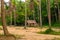 Wooden bungalow among tall palms