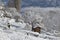 wooden cabin in alpine garden covered with snow in m