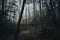 Wooden cabin in a mysterious foggy forest, with tall trees in the background