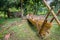 Wooden canoe in jungles