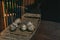 Wooden canoe with old coconuts, vintage photography