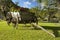 wooden cart with flowers, brazilian landscapes eco hotel fazenda for holidays, Rio Grande do Sul, Brazil.