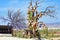 Wooden cart stands under dead tree with clay pots hanging from its branches. Anoter tree with nazar - eye-shaped amulets in Goreme