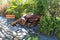 Wooden carving of a panther at Harvest Caye Belize