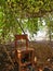 Wooden chair next to pile of hay under Bottle Gourd tunnel