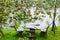 Wooden chair and table at the waterside of water lily pond