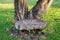 The wooden chair under ancient tree