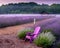 Wooden chair with a vibrant purple finish stands in a lavender meadow