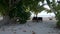 Wooden chaise lounges under a palm tree on a tropical beach. Maldives