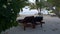 Wooden chaise lounges under a palm tree on a tropical beach. Maldives