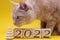 Wooden christmas tree and wooden blocks with the numbers of the new year 2022 on a yellow . A red cat is sniffing them