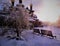 Wooden church, benches,  snowy trees at sunset