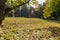 Wooden church in the sunny glade among the autumn park with fir trees