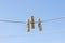 Wooden clothespins on a clothesline against a blue sky