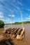 Wooden coarse boat on mystical Omo river, Ethiopia