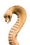 Wooden cobra snake standing upright