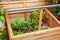 A wooden cold frame for growing plants and fruit and vegetables.