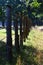 Wooden columns with steel ropes and electric fence installed in wisent natural reservation of Wisent animals.