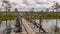 A wooden construction walking bridge in the middle of the swamp. View of the beautiful nature in the swamp - a pond, conifers,