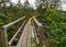 A wooden construction walking bridge in the middle of the swamp. View of the beautiful nature in the swamp - a pond, conifers,