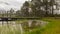 A wooden construction walking bridge in the middle of the swamp. View of the beautiful nature in the swamp - a pond, conifers,