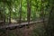 Wooden corridor full of dry leaves in the forest