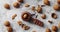 Wooden cracker with walnuts in composition