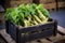 a wooden crate filled with wasabi roots ready for market shipment