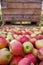 Wooden crate full of fresh apples. harvest of fresh organic apples during autumn fall september in poland in apple orchard