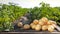 Wooden crate with raw young potatoes in field