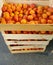 Wooden crates of fresh apricots