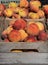 Wooden crates full of freshly picked peaches