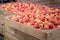 Wooden crates full of red ripe apples after harvest