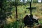 Wooden cross with tombstone on grave of soldier of Soviet army from Second World War near tourist pathway in Javorniky mountains,