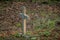 Wooden cross on top of a grave in a forest