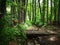 Wooden crossing over a stream in a mountain forest