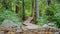 Wooden decking on an ecological trail.