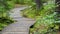 Wooden decking on an ecological trail.