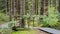 Wooden decking on an ecological trail.