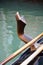 Wooden detail of a gondola, Venice