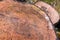 Wooden discs of a cut pine tree in nature, close up