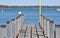 Wooden Dock with Sea Gull