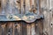 Wooden door of a characteristic stable for German moorland sheep in the natural preserve Lueneburger Heide