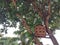 Wooden dovecote or nest box provided on the tree for the birds