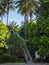 Wooden down way stairs to the beach, with palms around. Naithon beach, Phuket, Thailand