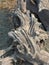 Wooden driftwood on sandy soil with multiple patterns